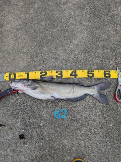 アメリカナマズの釣果