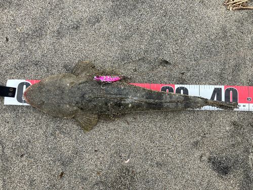 マゴチの釣果