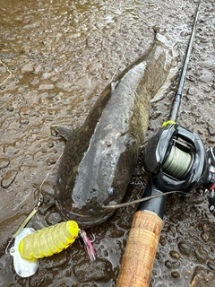 ナマズの釣果