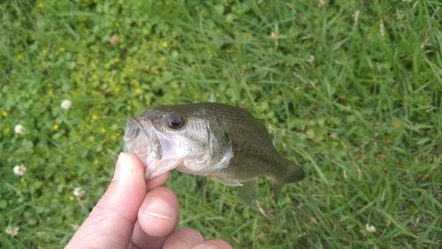 ラージマウスバスの釣果