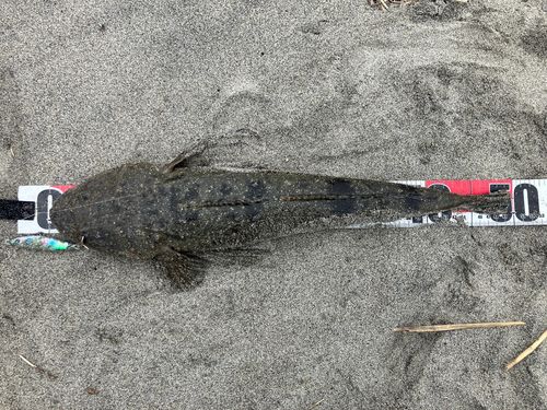 マゴチの釣果
