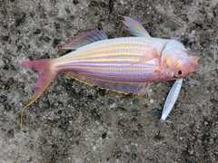 イトヨリダイの釣果