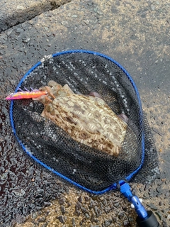 モンゴウイカの釣果