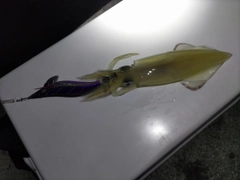 ケンサキイカの釣果