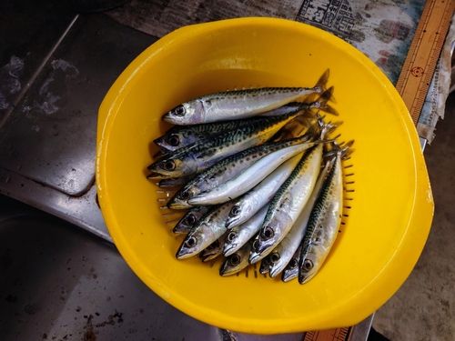 サバの釣果
