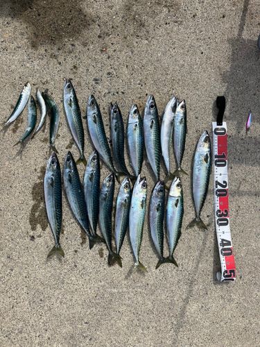 サバの釣果