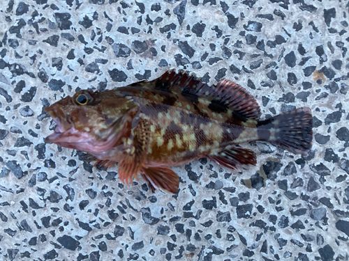 カサゴの釣果