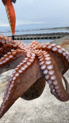 タコの釣果