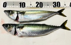 サバの釣果
