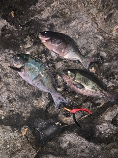 グレの釣果