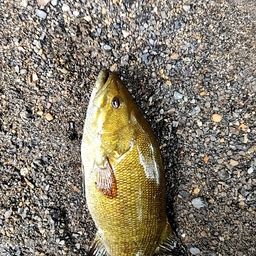 スモールマウスバス