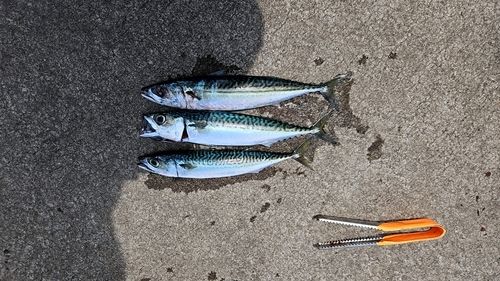サバの釣果