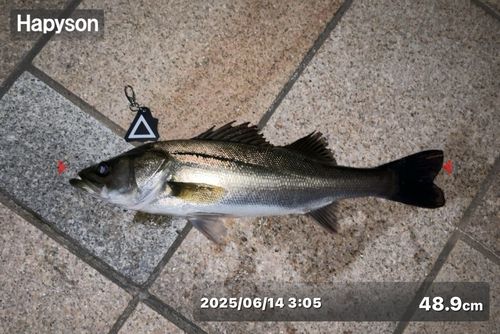 シーバスの釣果