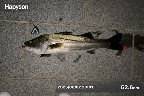 シーバスの釣果