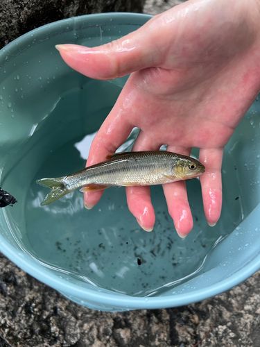 カワムツの釣果