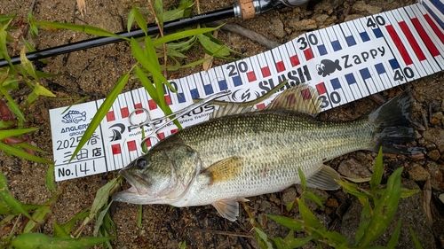 ブラックバスの釣果