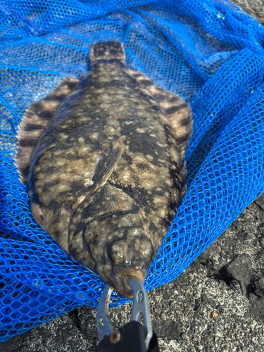 クロガレイの釣果