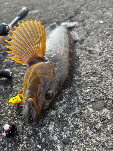 アイナメの釣果