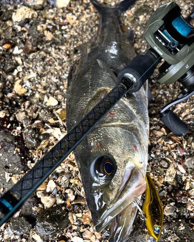 マルスズキの釣果