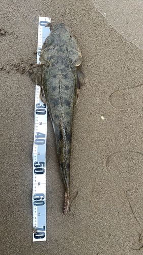 マゴチの釣果