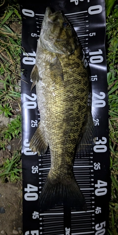 スモールマウスバスの釣果