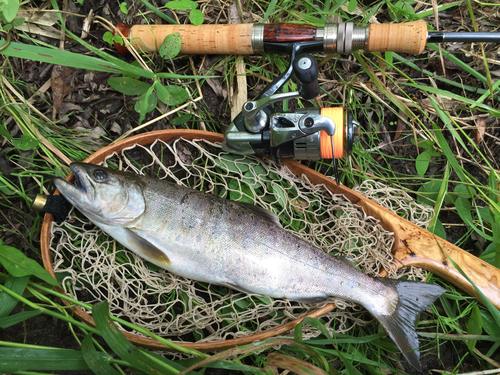 ヤマメの釣果