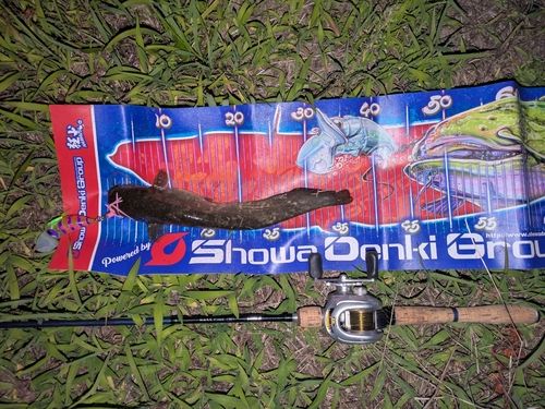 ラージマウスバスの釣果