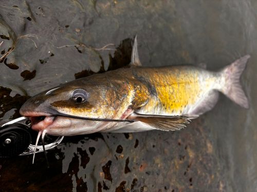 ナマズの釣果