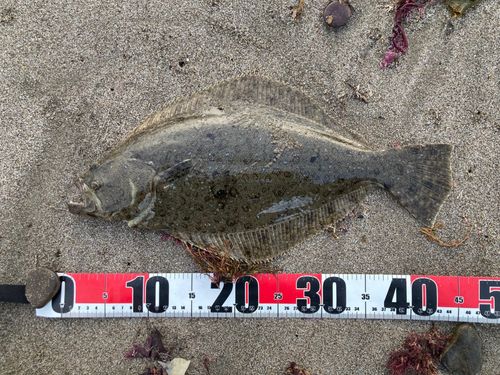 ヒラメの釣果