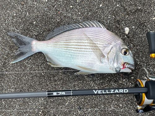 ヘダイの釣果