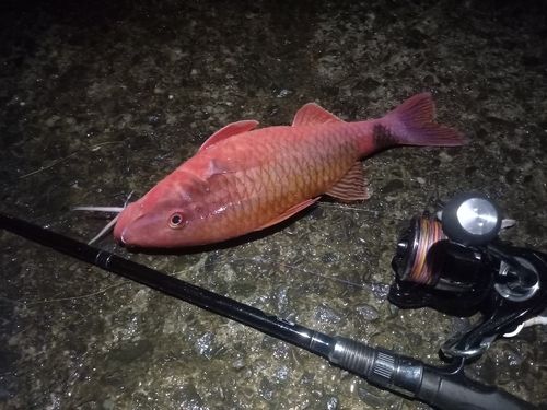 オキナヒメジの釣果