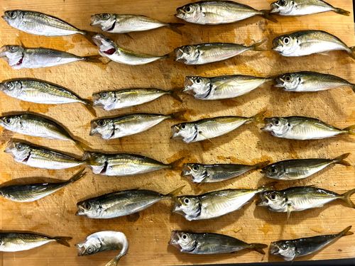 アジの釣果