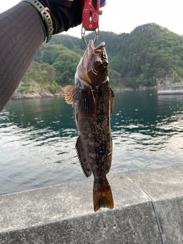アイナメの釣果