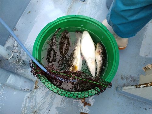 ショウサイフグの釣果
