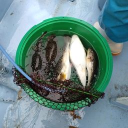 ショウサイフグ