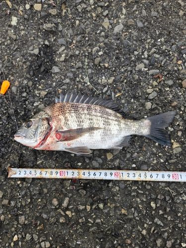 クロダイの釣果