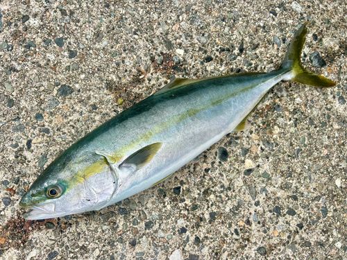 フクラギの釣果