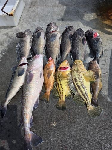 ソイの釣果
