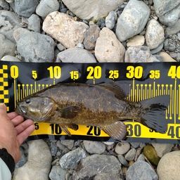 スモールマウスバス