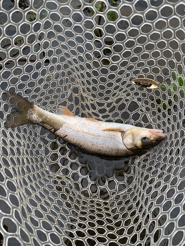 ウグイの釣果