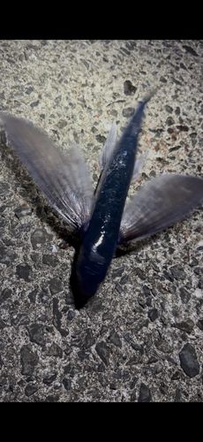 トビウオの釣果
