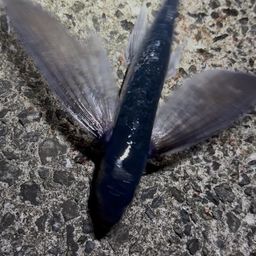 トビウオ