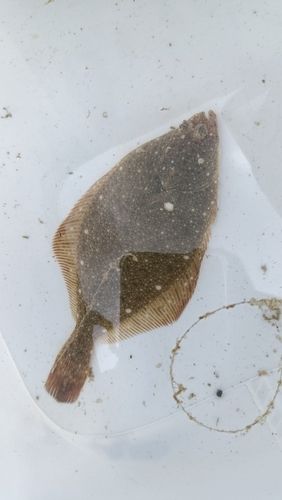 カレイの釣果