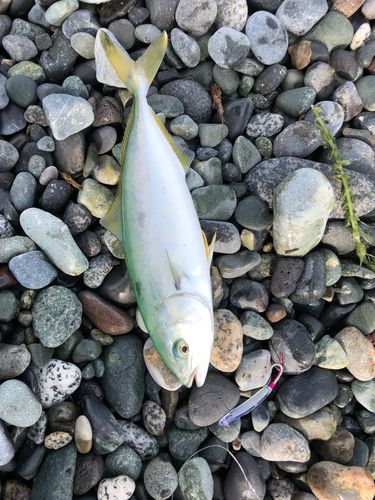 ワカシの釣果