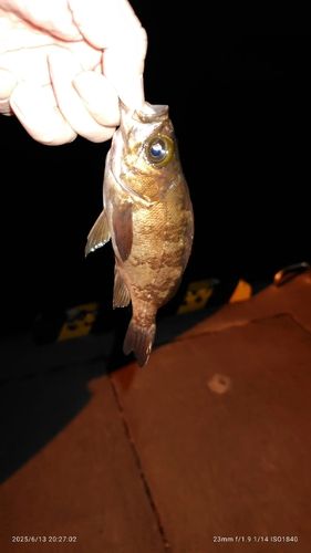 メバルの釣果