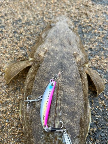 マゴチの釣果