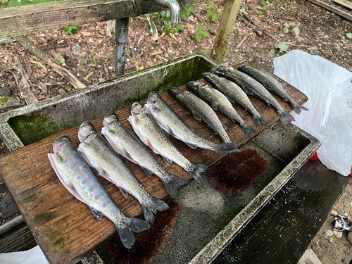 ニジマスの釣果