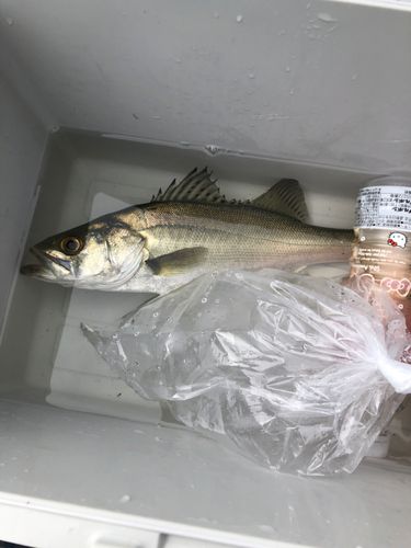 セイゴ（ヒラスズキ）の釣果