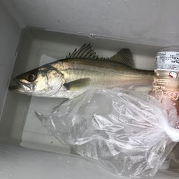 セイゴ（ヒラスズキ）