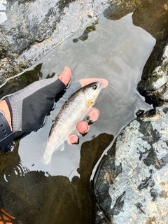 ヤマメの釣果